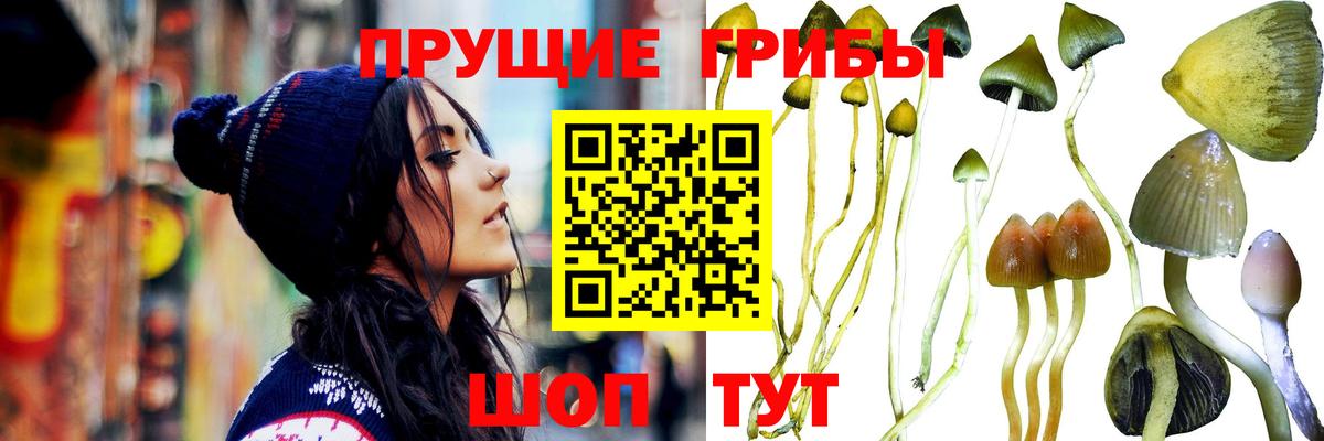 Донской  Галлюциногенные грибы прущие грибы  Вход с VPN 